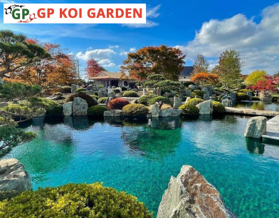 Công trình xây hồ cá koi theo kiểu Nhật Bản của anh Toàn ở Thủ Dầu Một Bình Dương