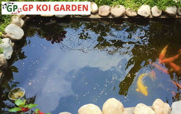 Cải Tạo sửa chữa Hồ Cá Koi