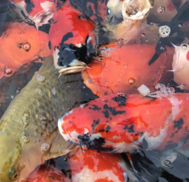 Cá Koi Size Đại 50-60cm