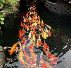 Cá Koi NHập Nhật Bản